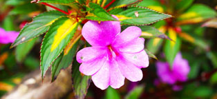 免费DDOS攻击测试工具