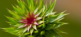 攻击网站在线工具